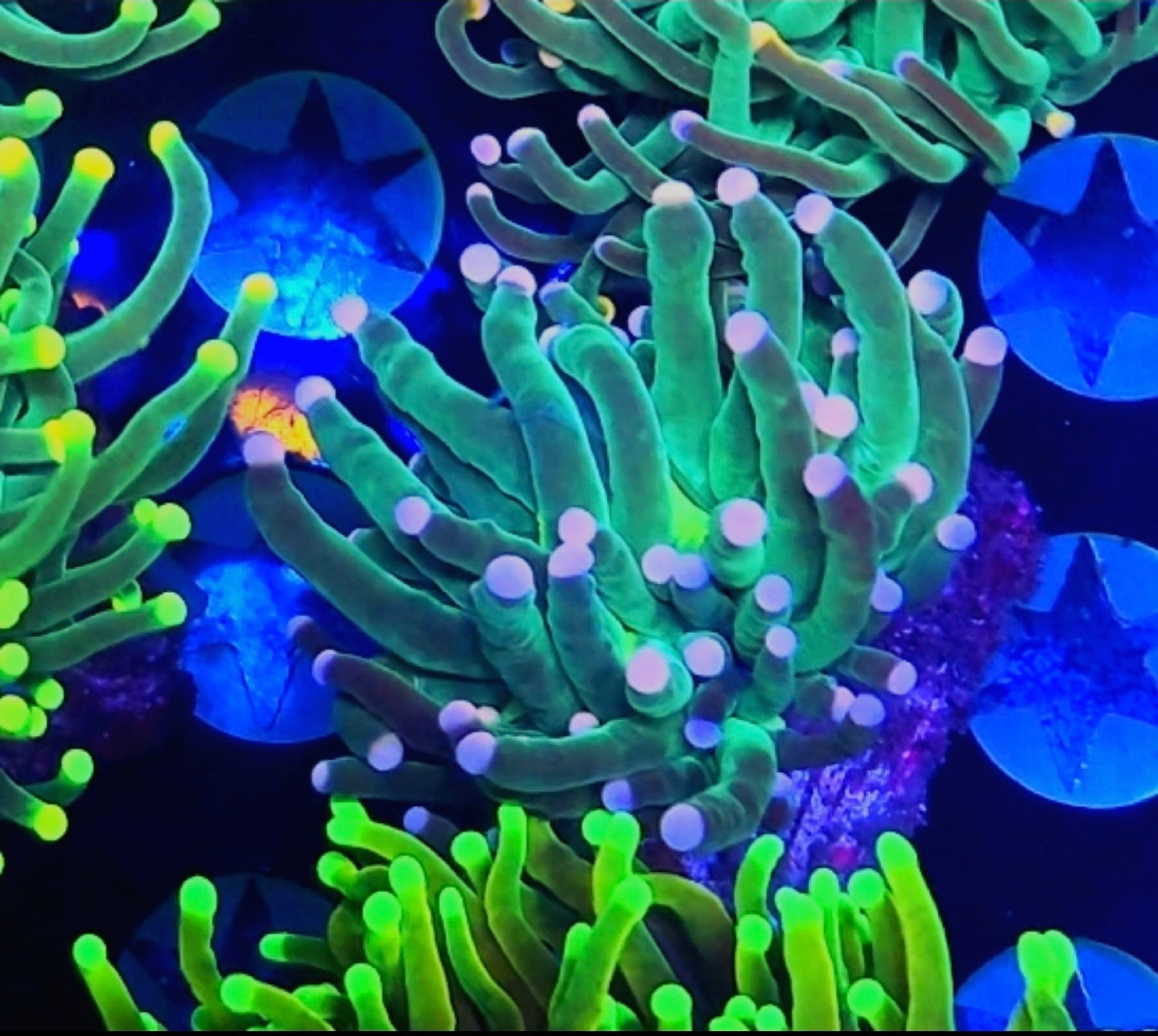 WYSIWYG Cotton Candy Torch coral new - Shipwreck Cove Corals