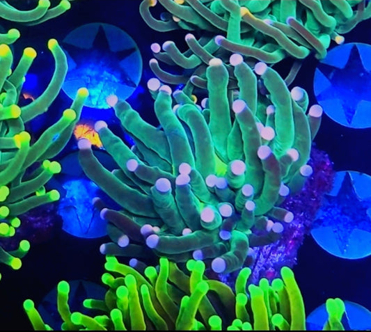 WYSIWYG Cotton Candy Torch coral new - Shipwreck Cove Corals