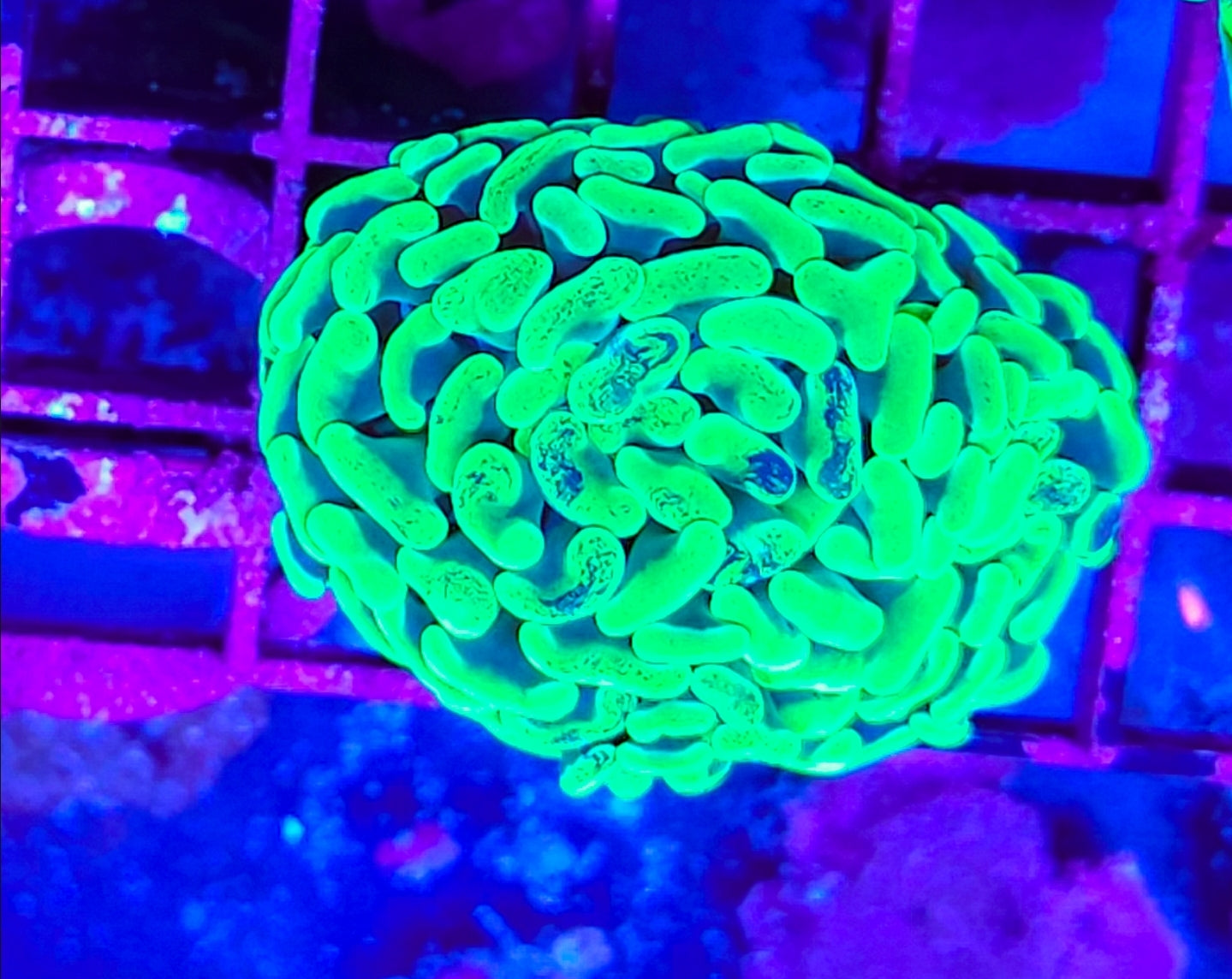 WYSIWYG Toxic Splatter Hammer coral new