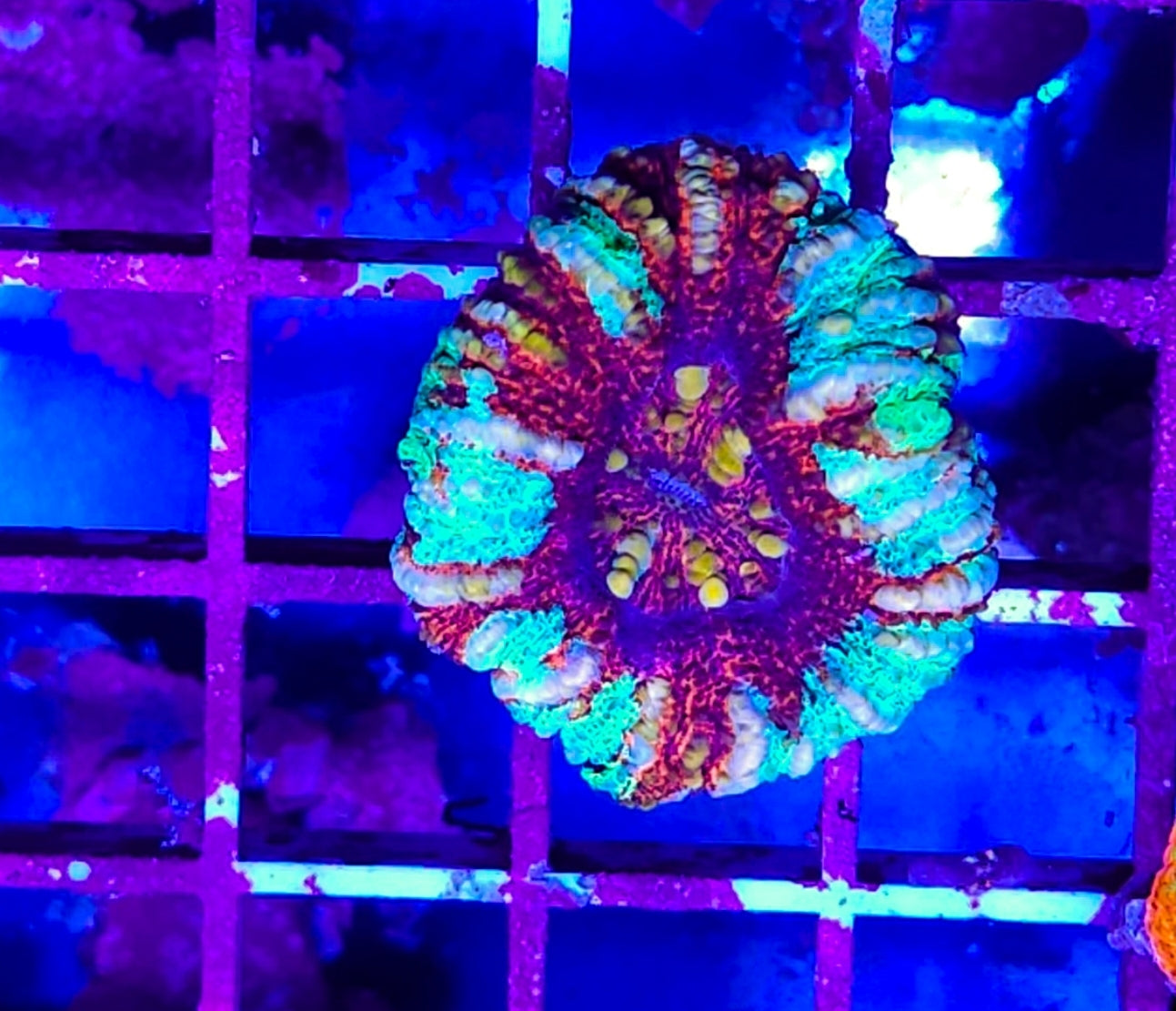 WYSIWYG Ultra Rainbow Croc Island Scoly