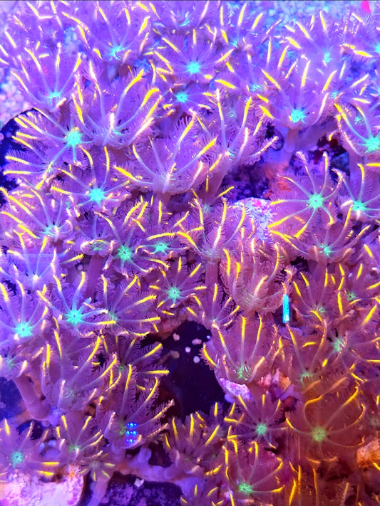 Firework Clove Polyps 1 fully covered frag