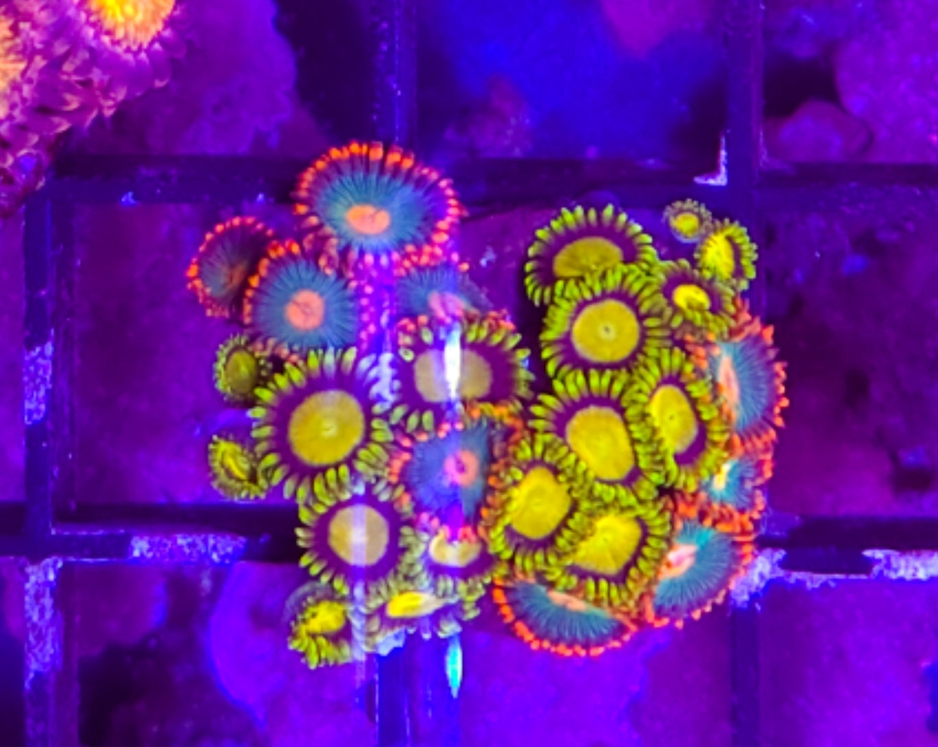 WYSIWYG Candy Zoa Rock frag