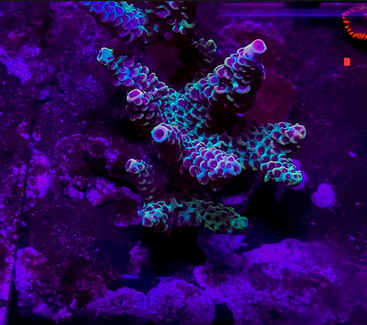 WYSIWYG Watermelon milli acro coral