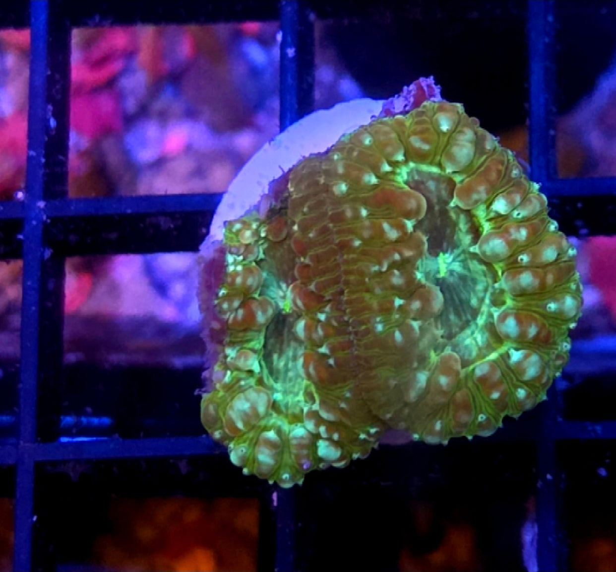 WYSIWYG Green Galaxy Blasto Coral 2 Heads