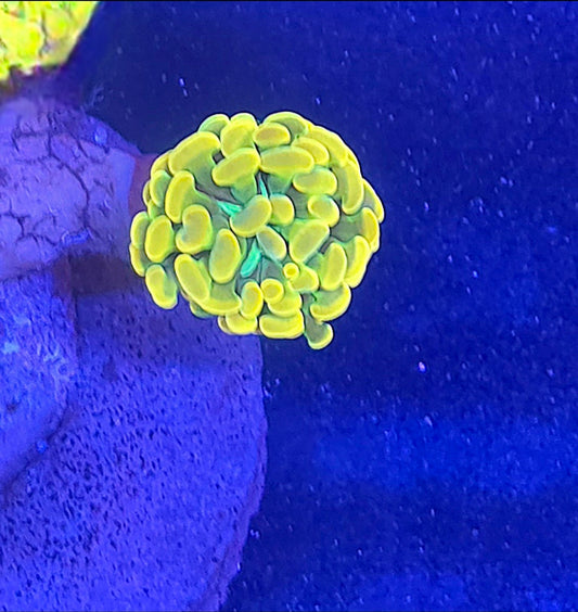 WYSIWYG Holy Grail Hammer coral