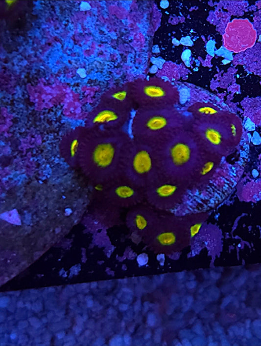 WYSIWYG AIO Zoa frag - Shipwreck Cove Corals