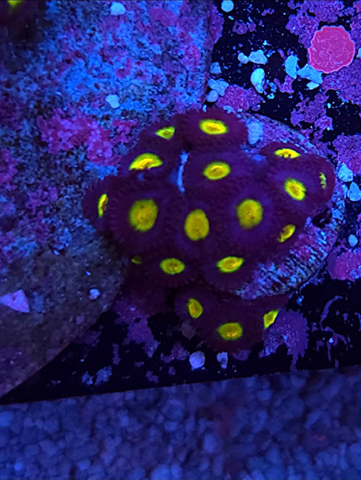 WYSIWYG AIO Zoa frag - Shipwreck Cove Corals
