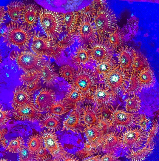 Magician palys 2 heads