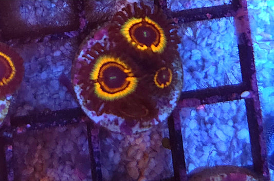 WYSIWYG Fang Banger Zoa - Shipwreck Cove Corals