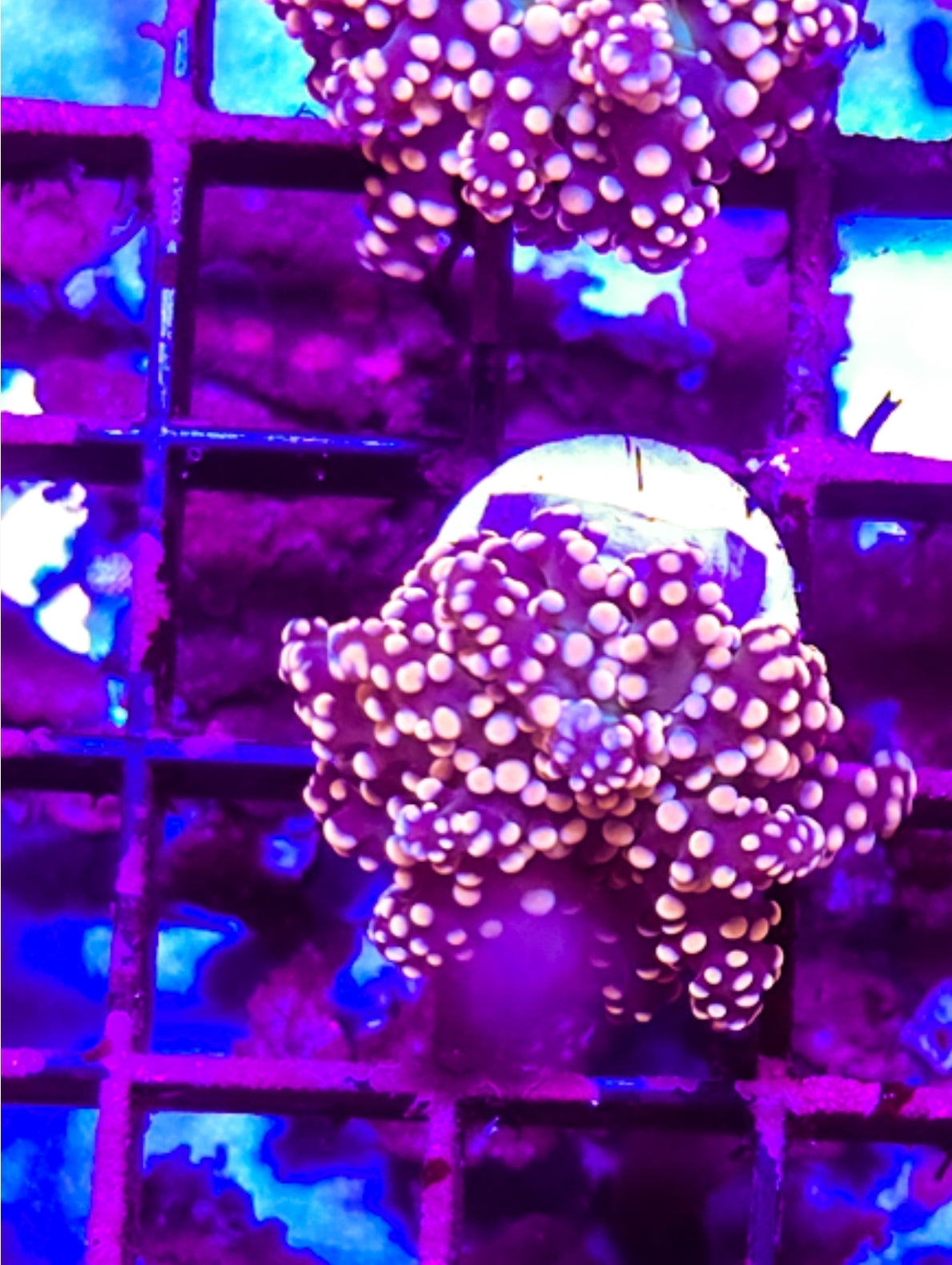 WYSIWYG Red Rum Octospawn coral