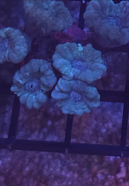 Blue Candy Cane Coral Frags 3 Heads - Shipwreck Cove Corals