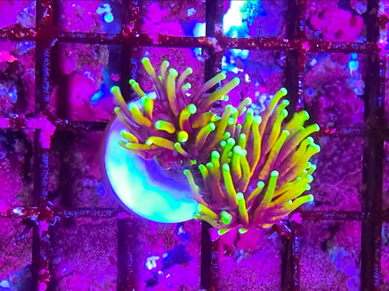 WYSIWYG 2 Heads SCC Dragon Tamer Torch Coral