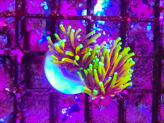 WYSIWYG 2 Heads SCC Dragon Tamer Torch Coral