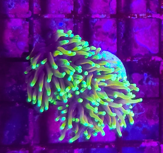WYSIWYG 2 Heads Dragon Tamer torch coral