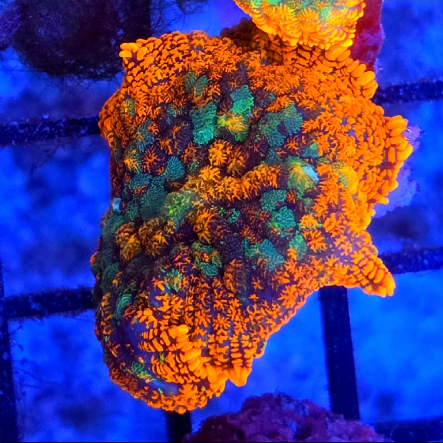 WYSIWYG Rainbow Rhodactus Mushroom Coral Frag