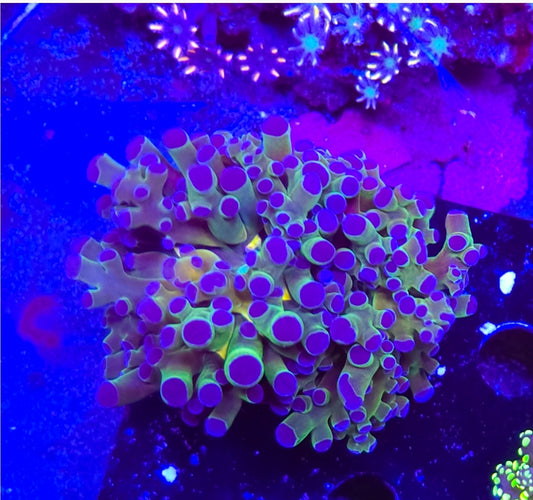 WYSIWYG 2 Heads Yellow Center Tricolor Frogspawn