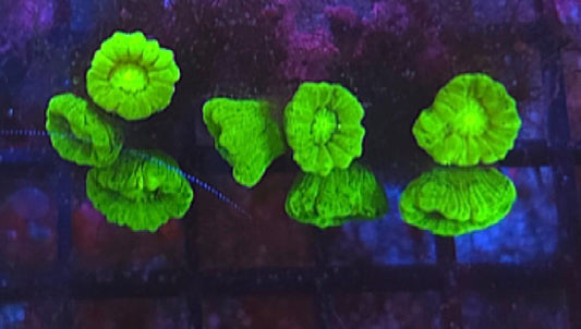 Neon Green Candy Cane Coral 3 Heads - Shipwreck Cove Corals