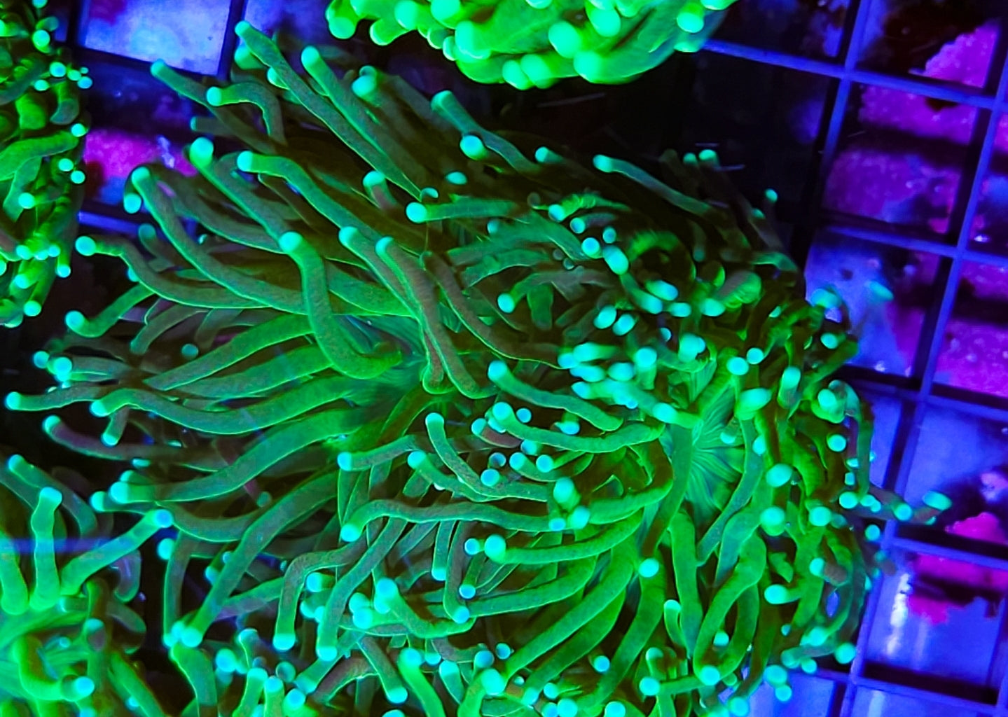WYSIWYG 2 heads Hulk Torch Coral new