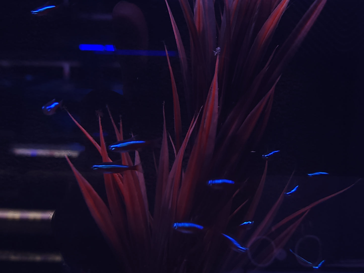 Tetra Cardinal