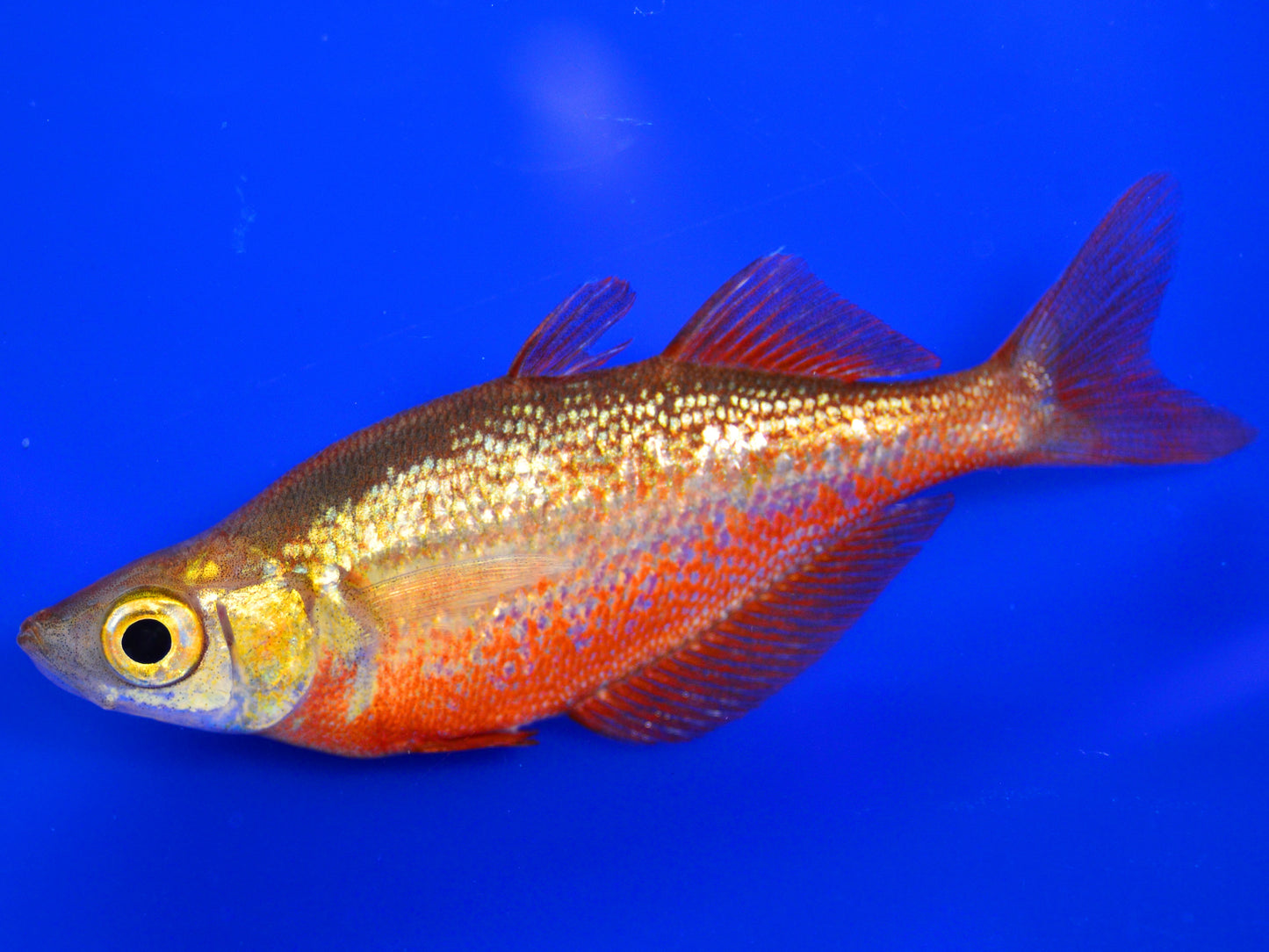 Red Irian wild Rainbow (Pack of 3)