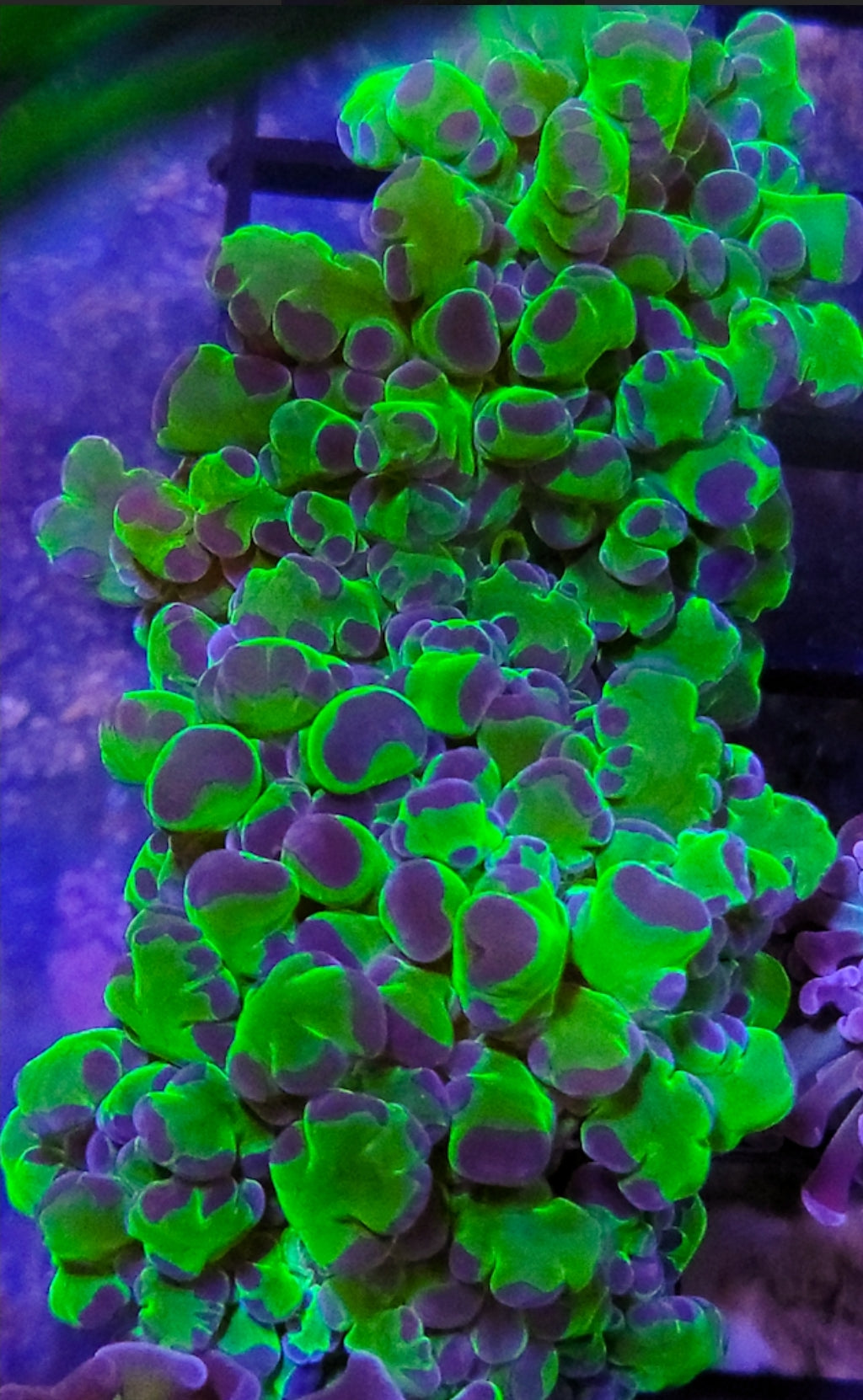 Frogspawn coral 1 head - Shipwreck Cove Corals