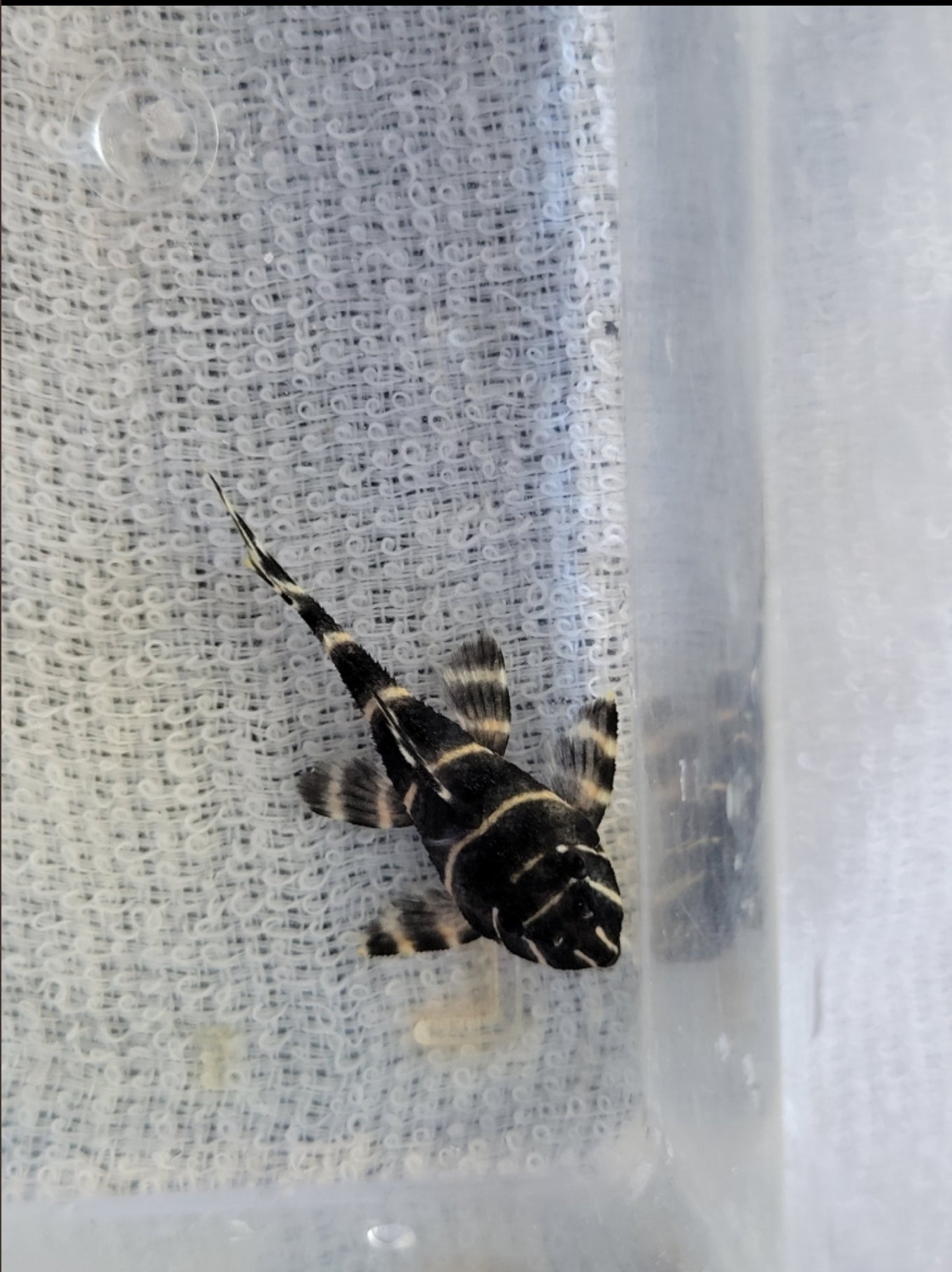Pleco L-204 Flash