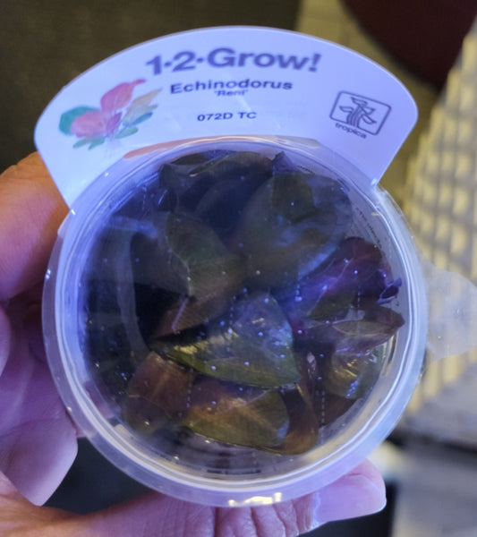 Echinodorus Reni