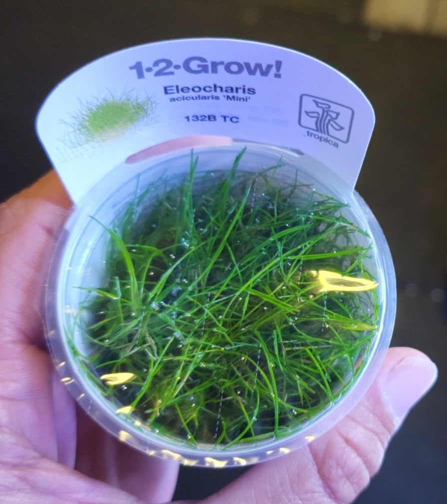 Eleocharis Acicularis 'Mini'