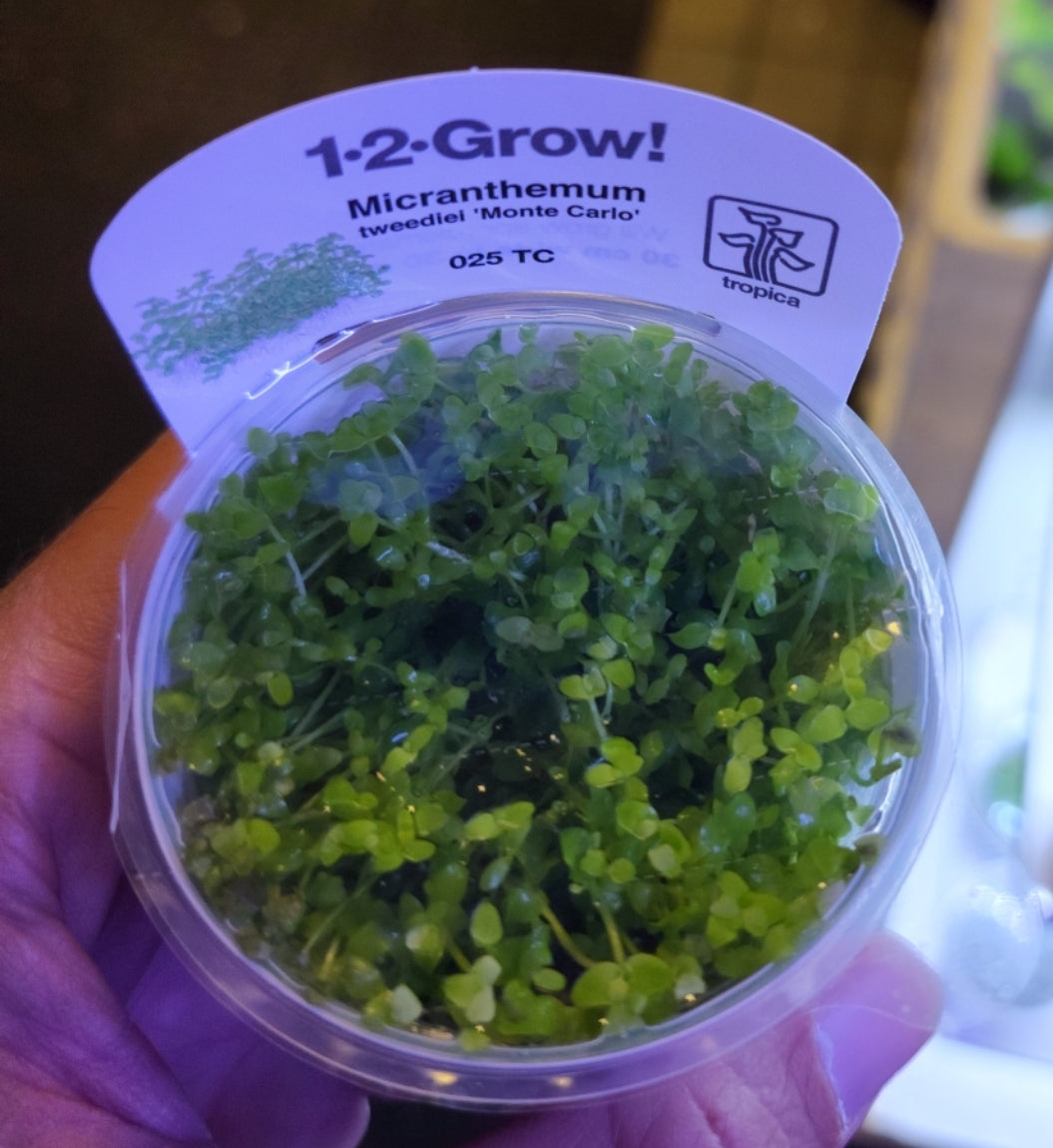 Micranthemum 'Monte Carlo' Plant