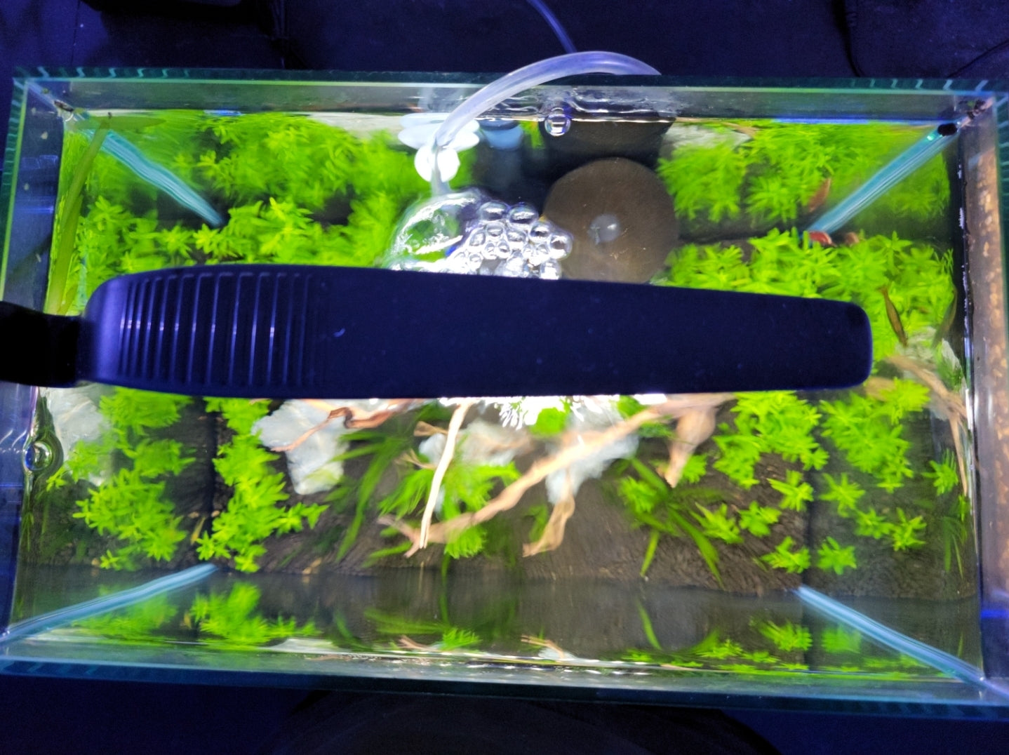 4 Gallon Freshwater Shrimp and Plant Aquarium Kit