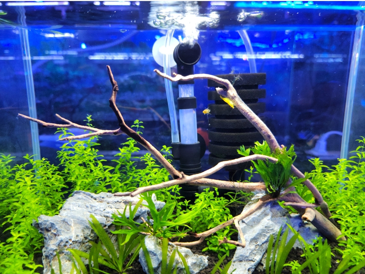 4 Gallon Freshwater Shrimp and Plant Aquarium Kit