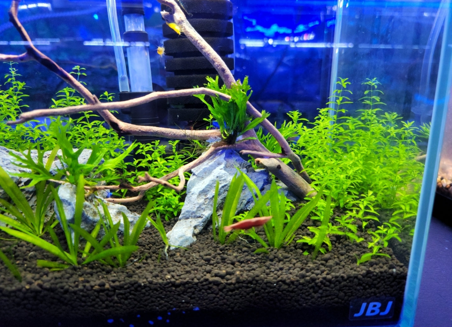 4 Gallon Freshwater Shrimp and Plant Aquarium Kit