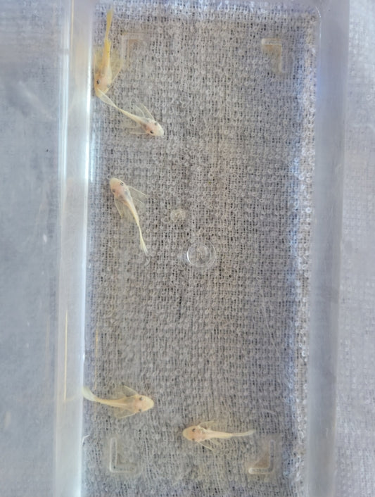 Pleco Longfin Lemon Blue Eye Bushynose