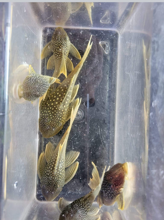 L200 Green Phantom Pleco medium New