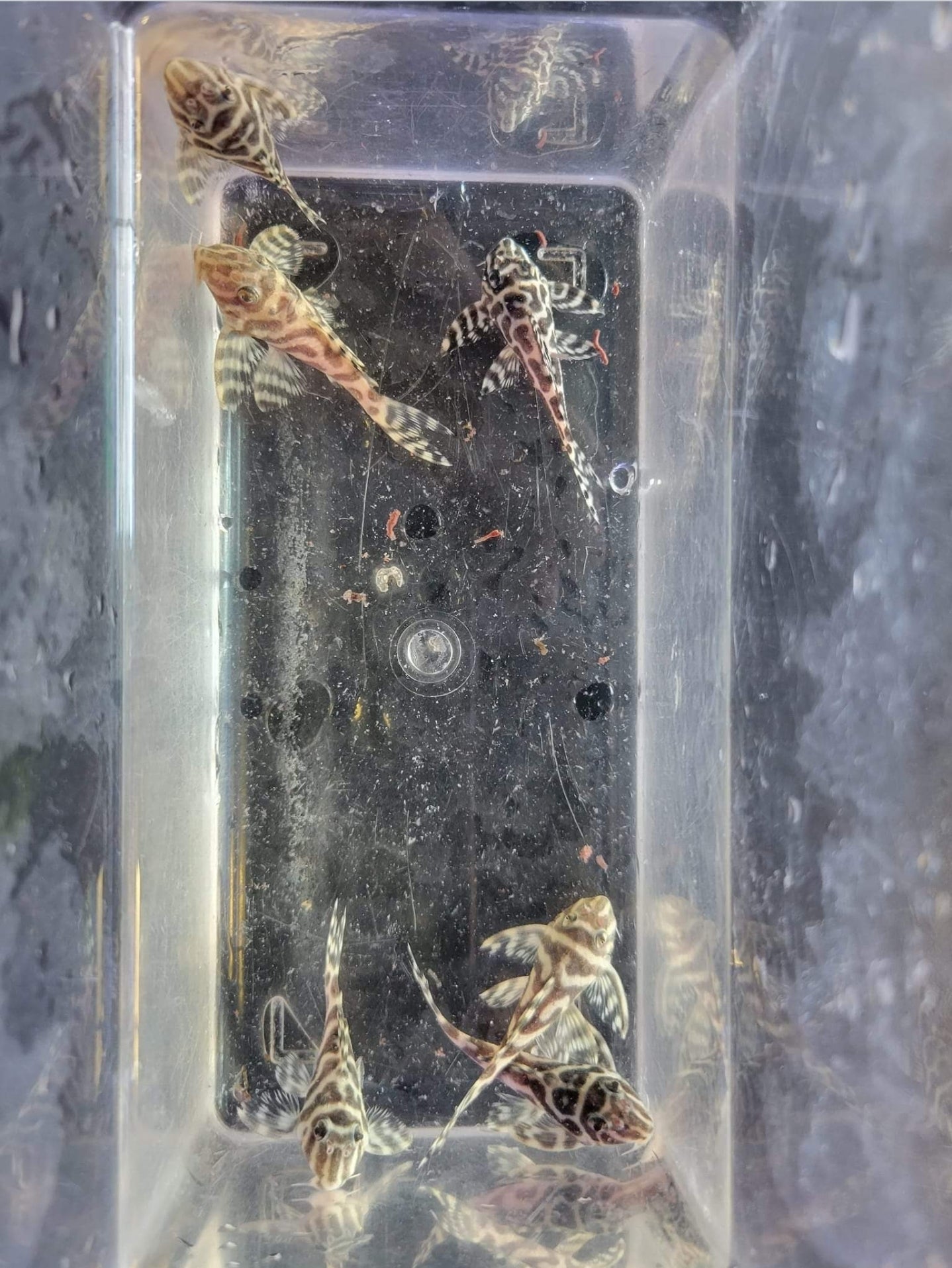 L236 rb Pleco New
