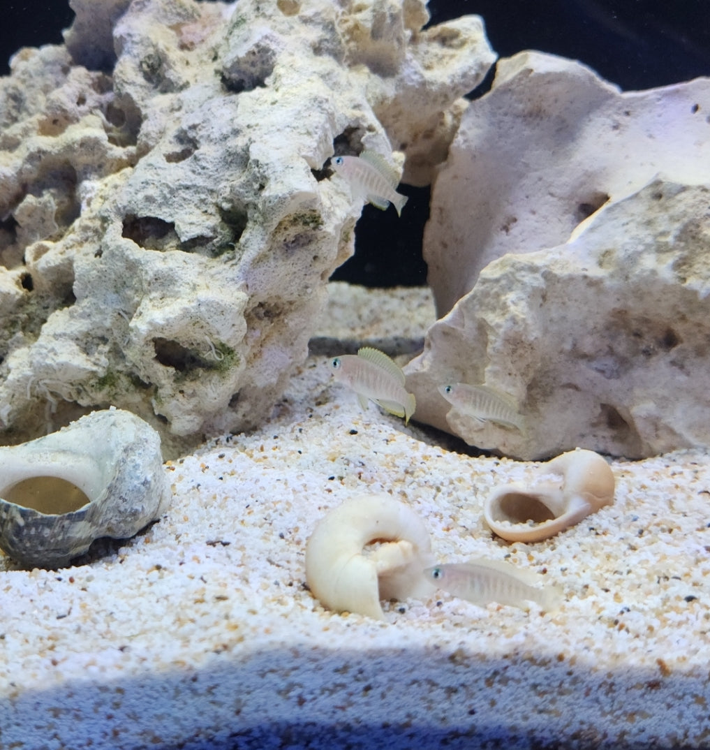 Shell Dwelling Neolamprologus multifasciates Dwarf Cichlid