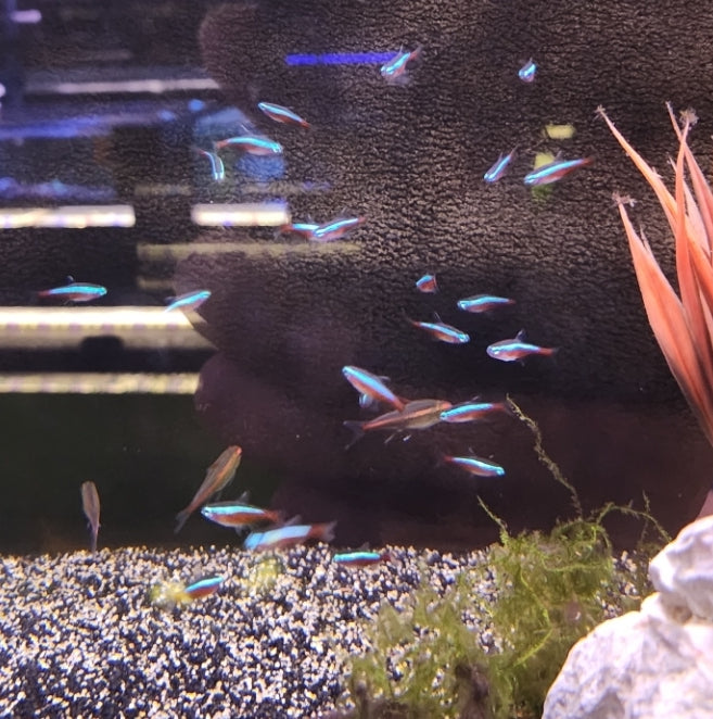 Tetra Cardinal