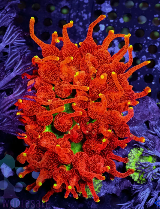 CC Inferno anemone coral