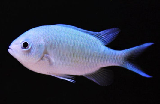 Green Chromis Damsel 1-2" - Shipwreck Cove Corals