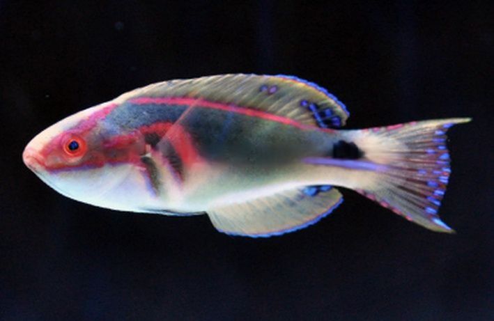 Exquisite Male Wrass 2-3" - Shipwreck Cove Corals