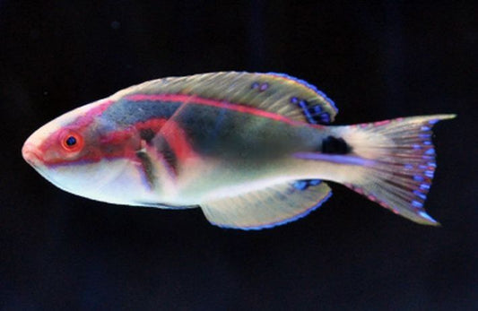 Exquisite Male Wrass 2-3" - Shipwreck Cove Corals