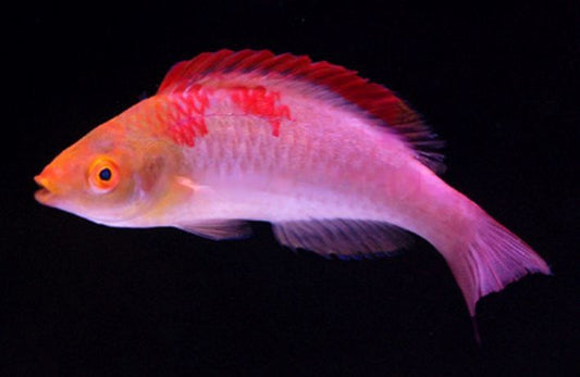 Adornatus Fairy Male Wrass - Shipwreck Cove Corals