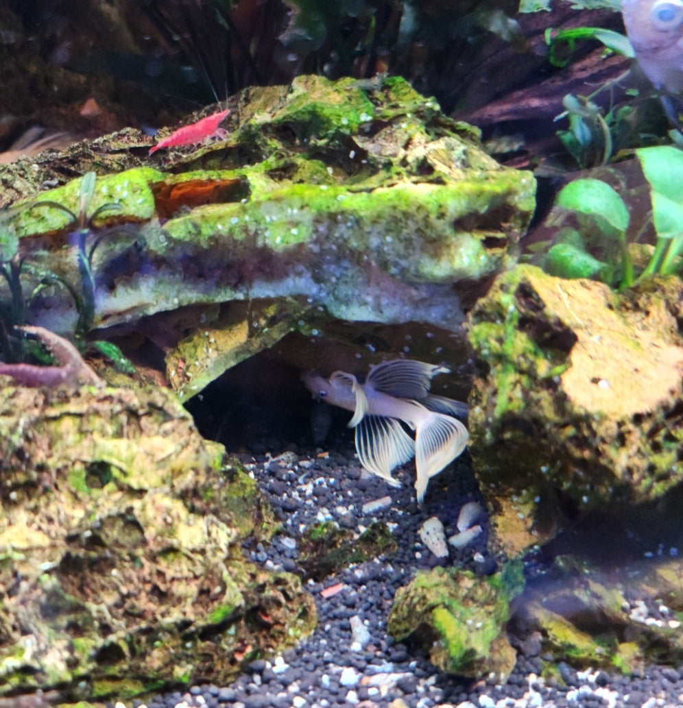 Pleco Longfin Lemon Blue Eye Bushynose