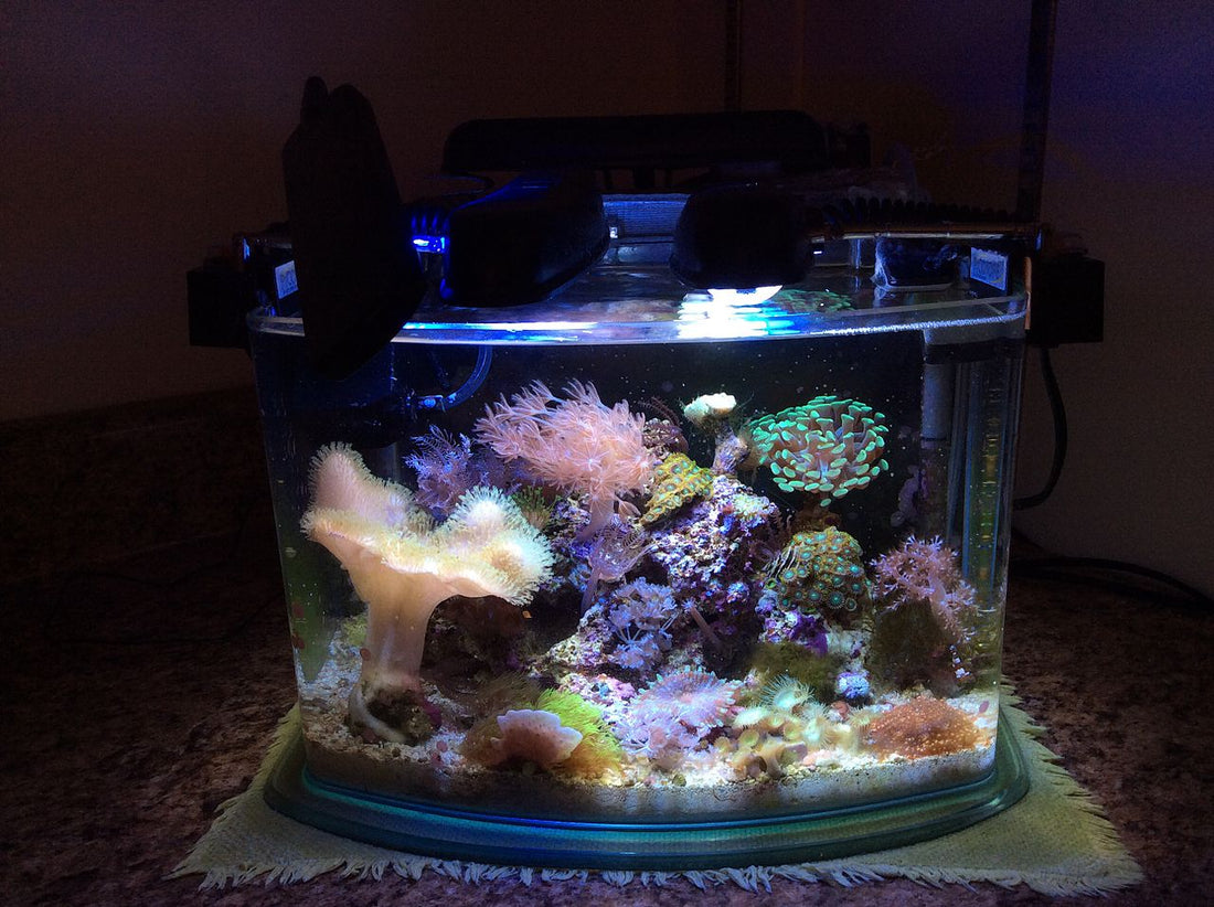 Saltwater Aquarium Equipment For Beginner Reef Aquarium photo