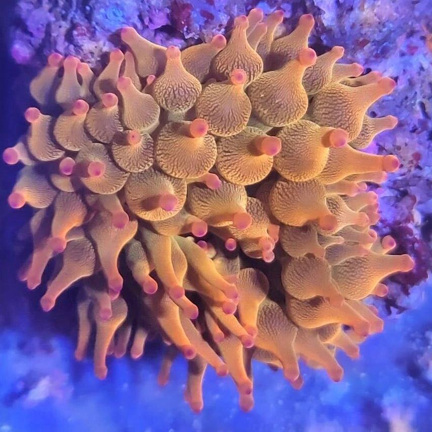 Anemone | Shipwreck Cove Corals