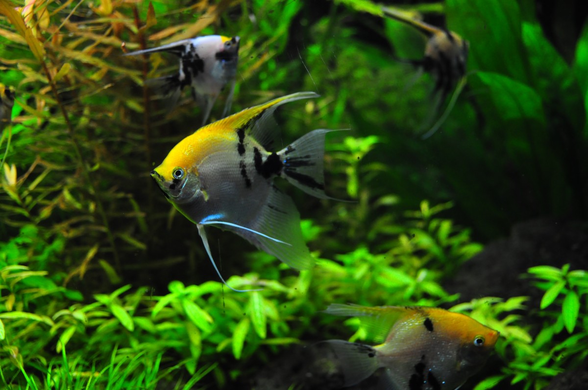 Freshwater Fish