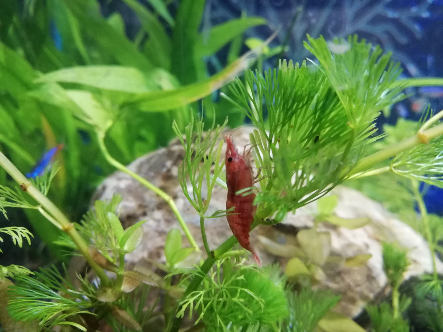 Freshwater Shrimp