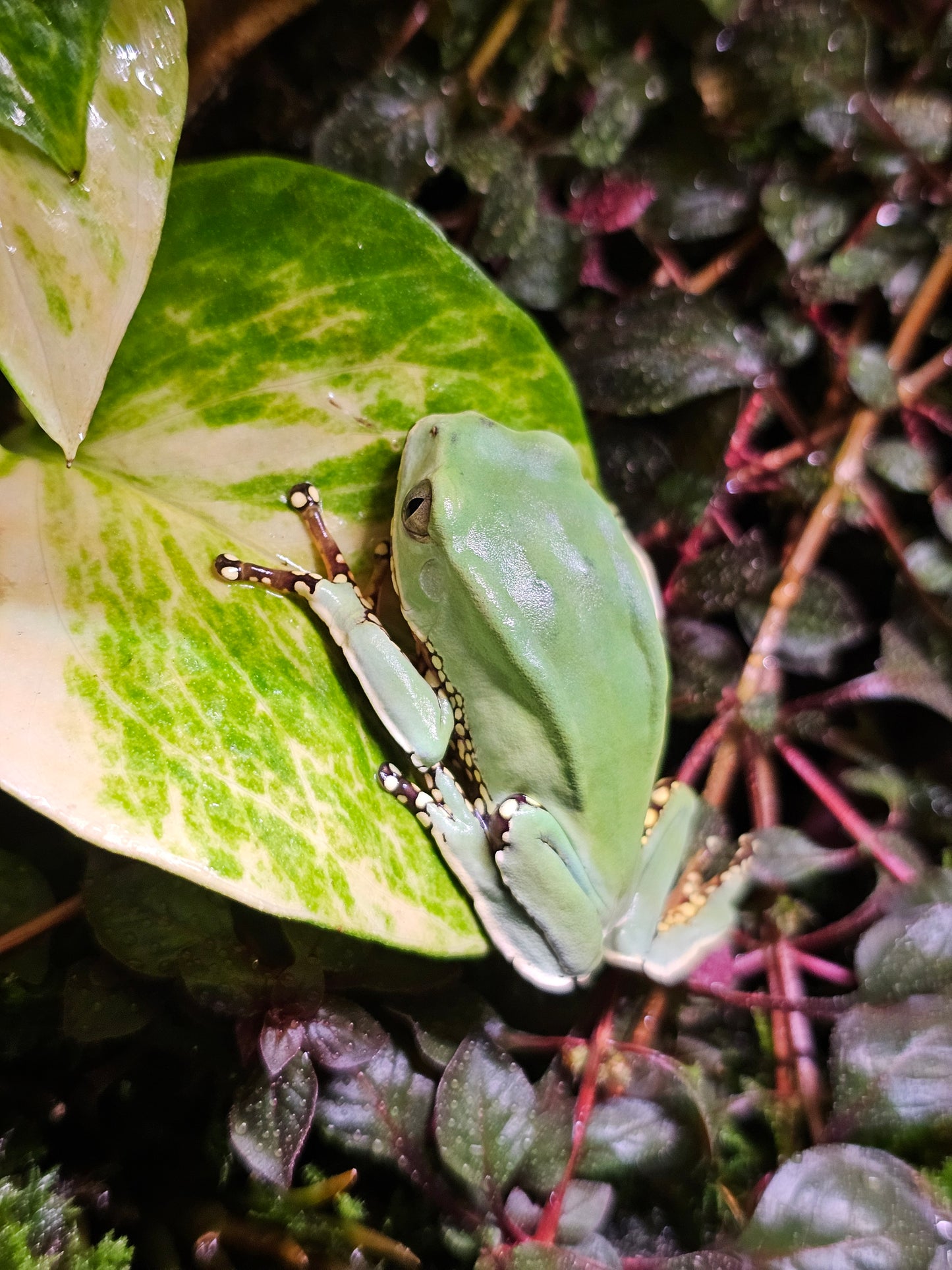 Giant waxy monkey tree frog Phyllomedusa bicolor