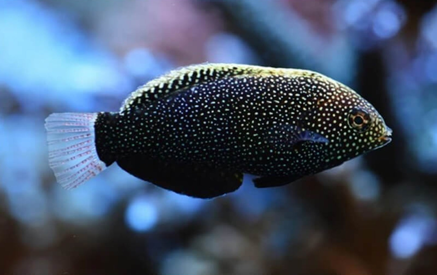 Black leopard wrasse small new