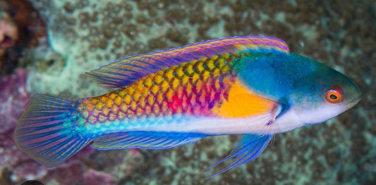 Male yellow flanked fairy wrasse medium 1.5"-2.5"